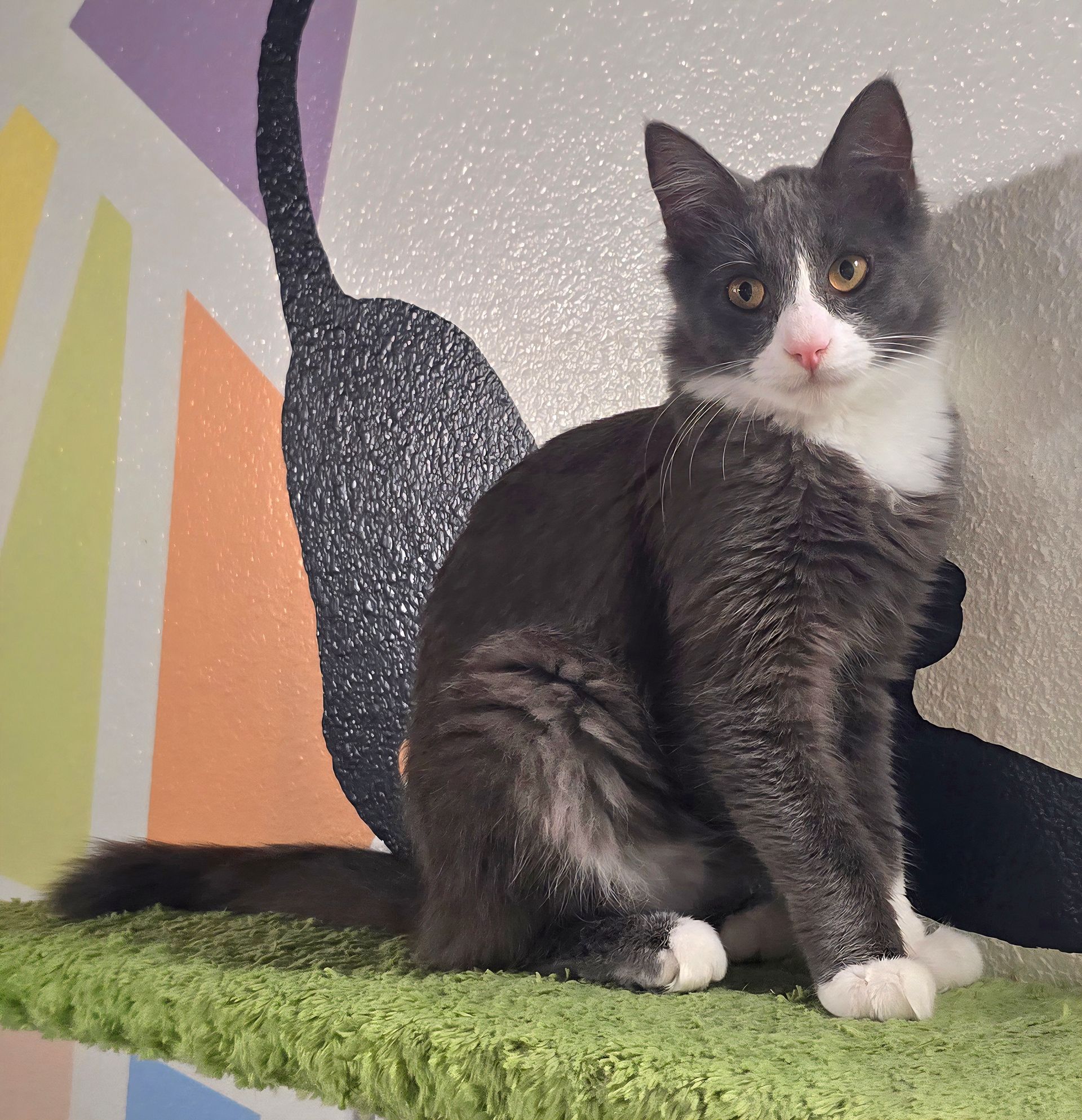 Gray and white cat sitting on green surface against a colorful wall, looking directly at the camera.