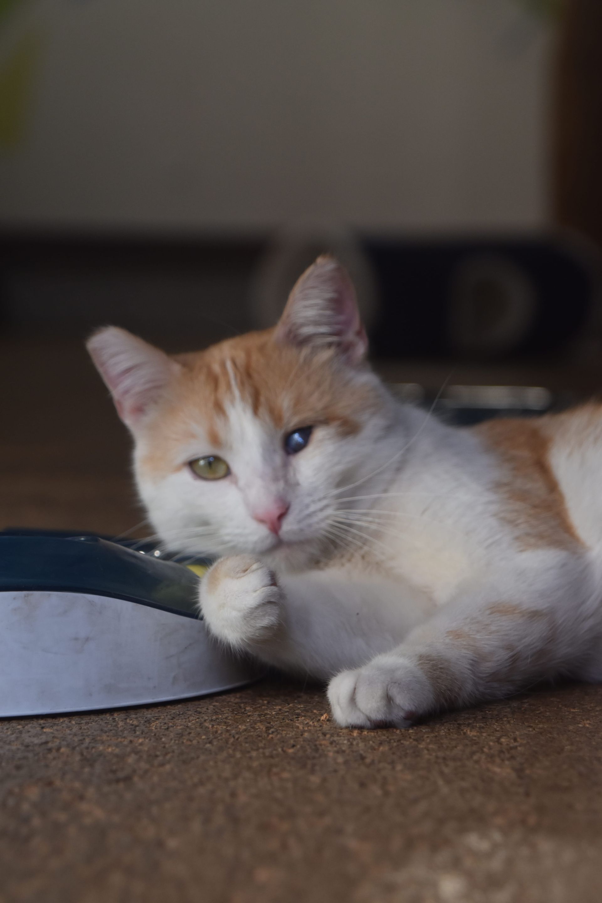 Orange and white cat resting next to a bowl, looking at the camera with one multicolored eye.
