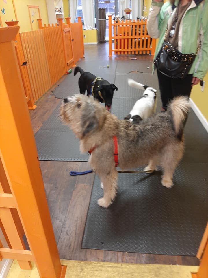 Cozy boarding area for smaller breeds at The Furry Inn near Black Rock.