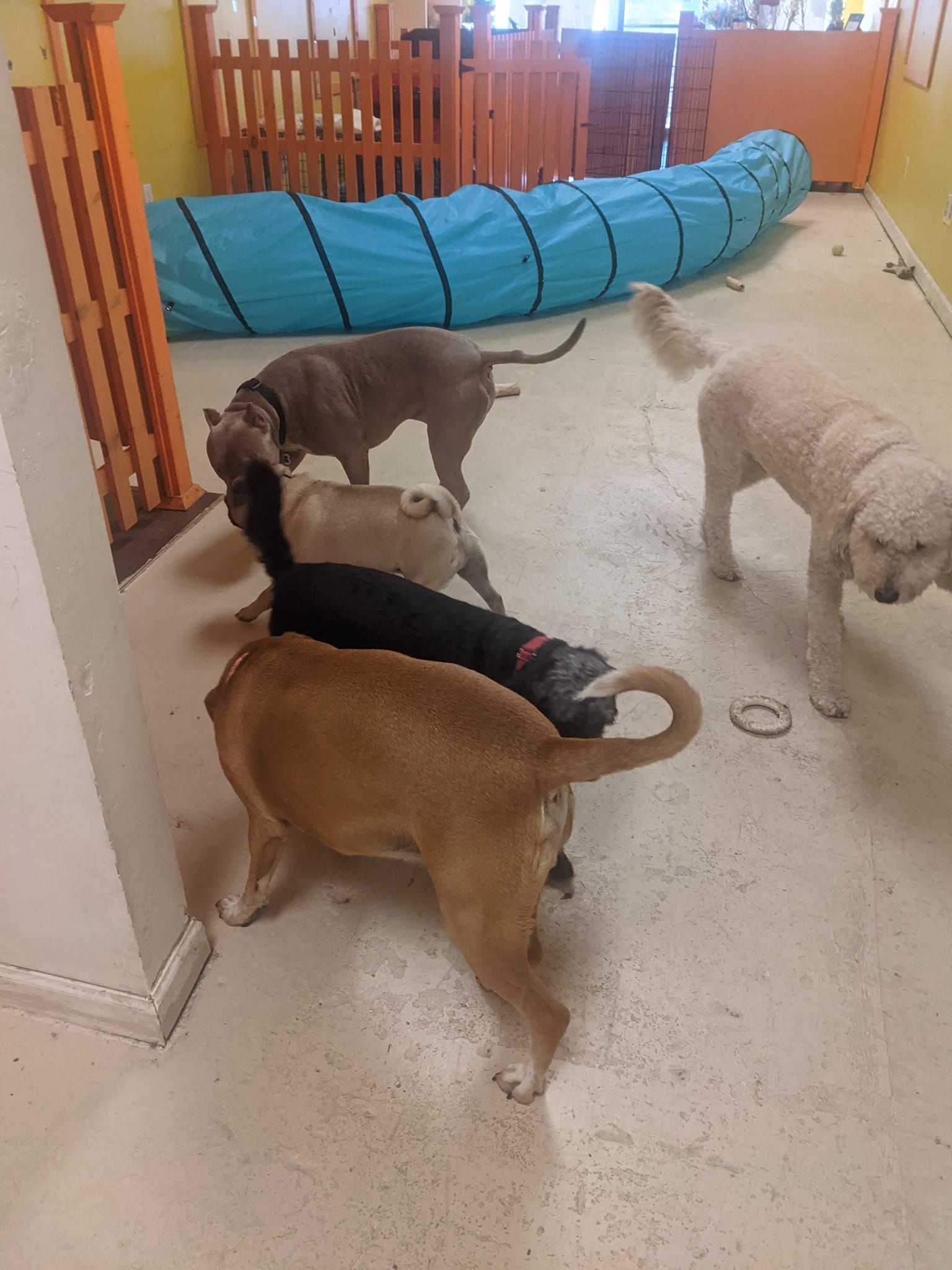 Safe boarding services for small dogs at The Furry Inn in Bridgeport.