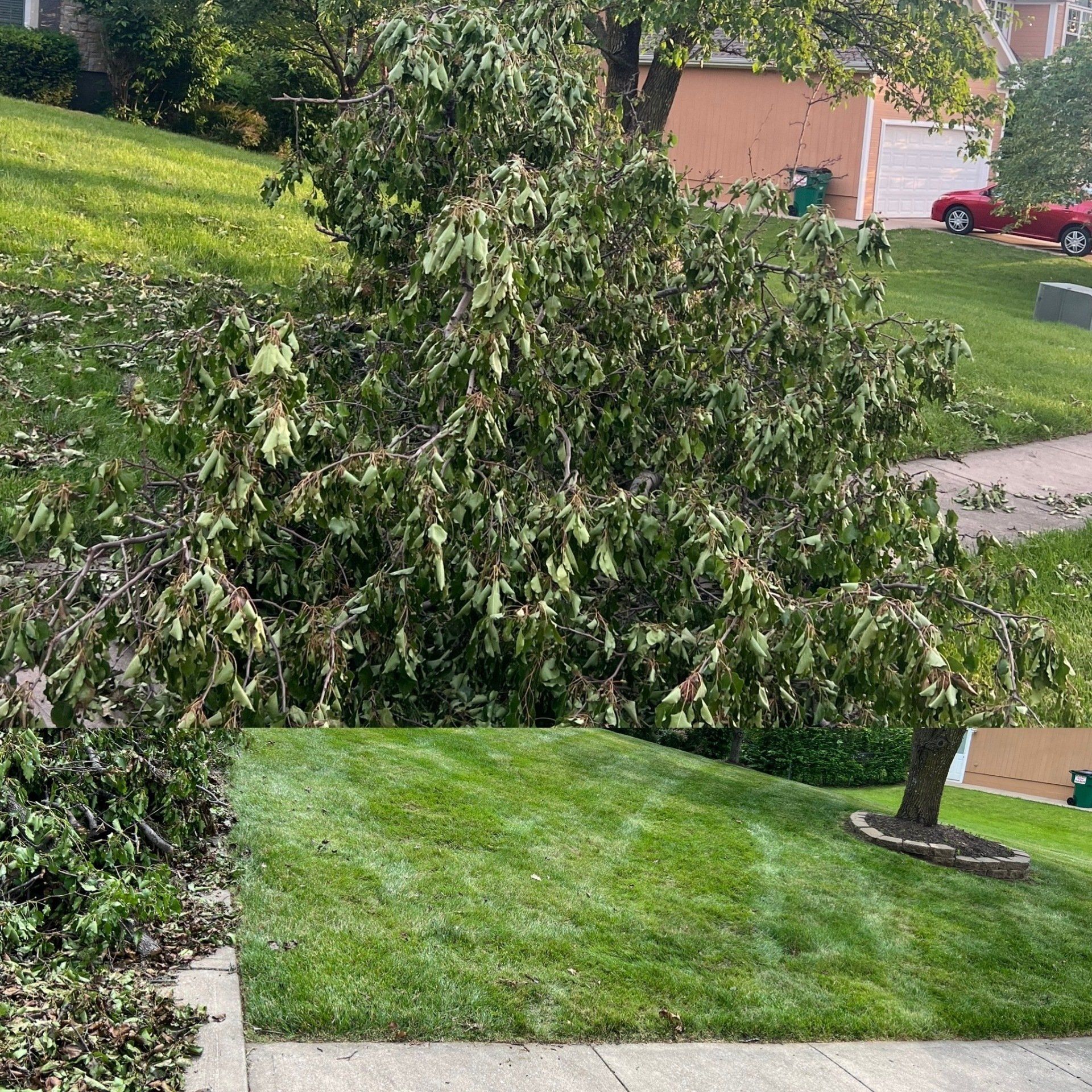 Leaf and tree clean up