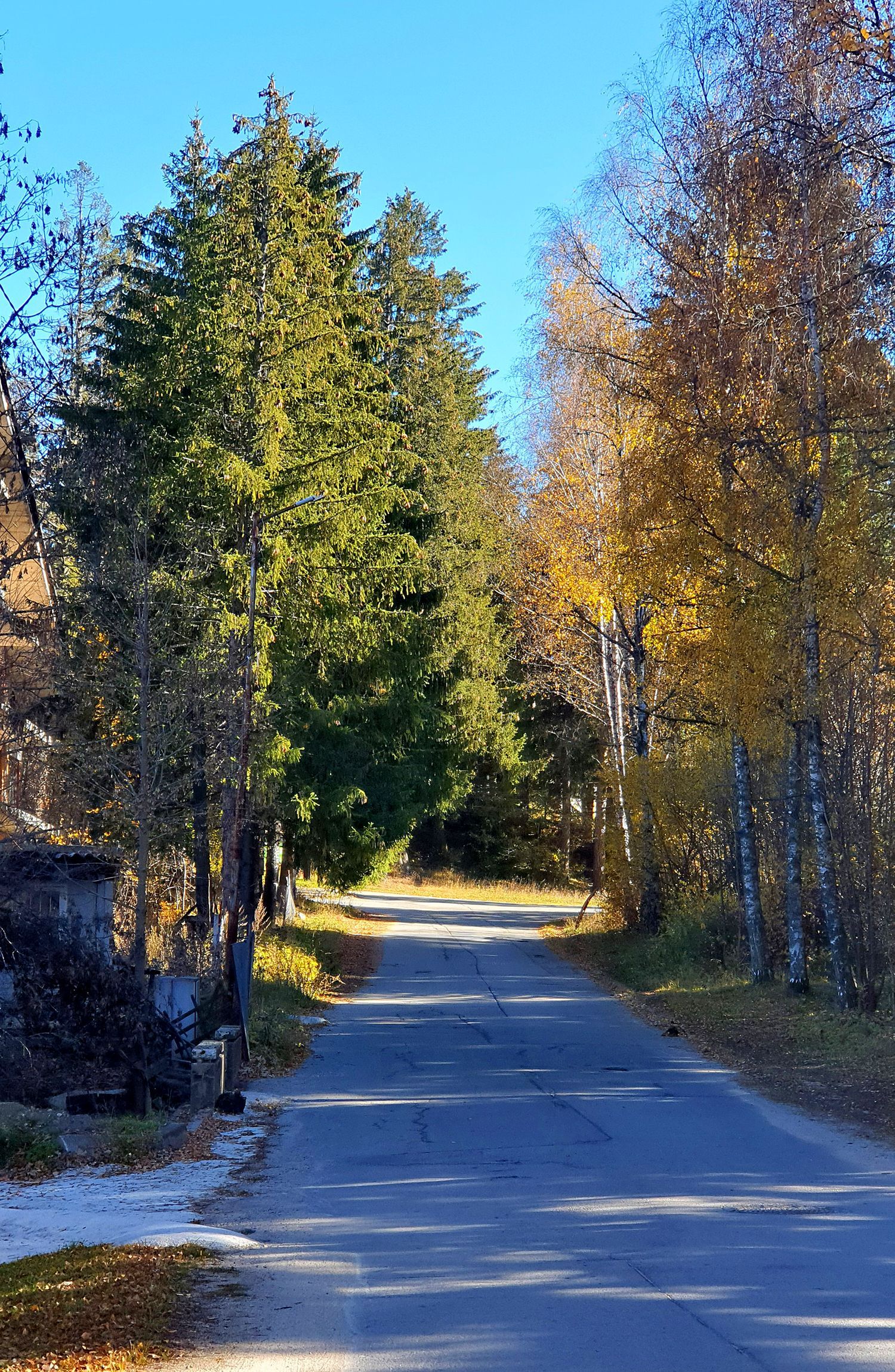 A road going through a forest with trees on both sides.