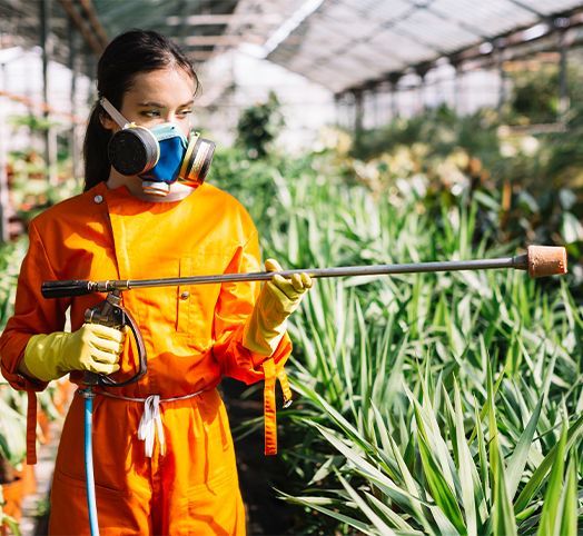 A woman wearing a mask and gloves is spraying plants in a greenhouse.