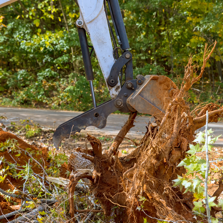 tree removal service