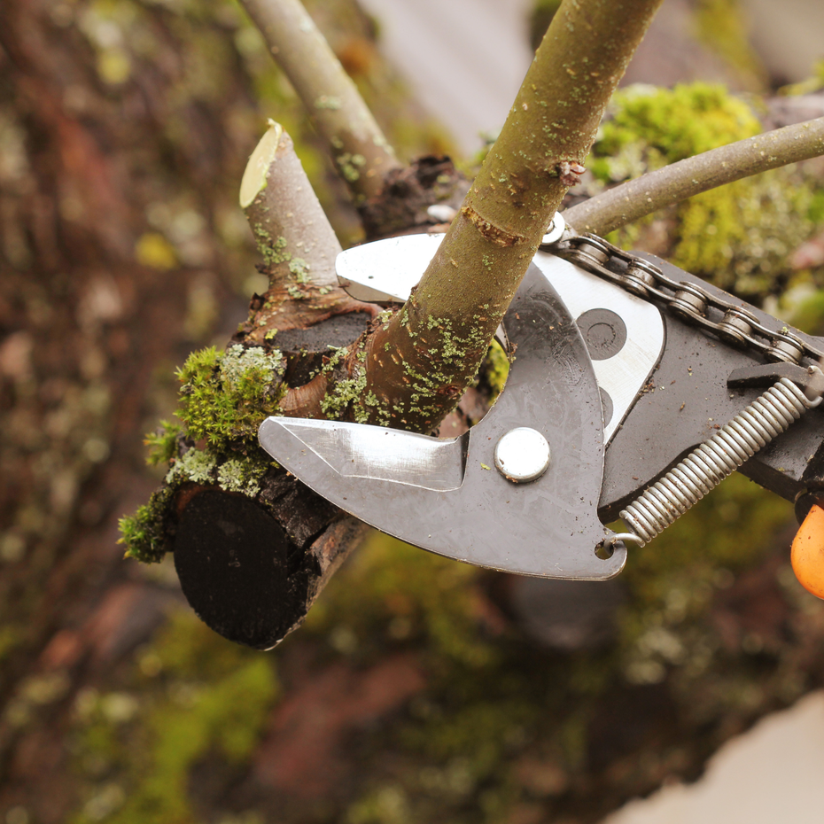 tree services Newman, GA