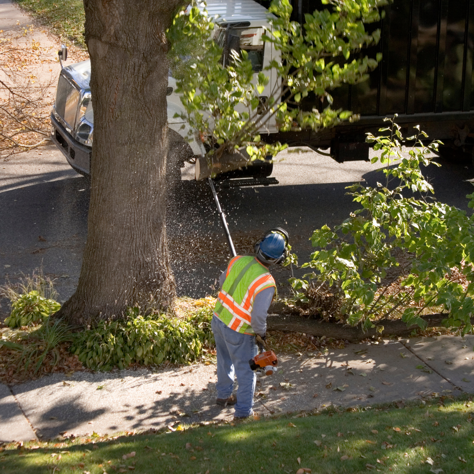 Newman tree trimming services