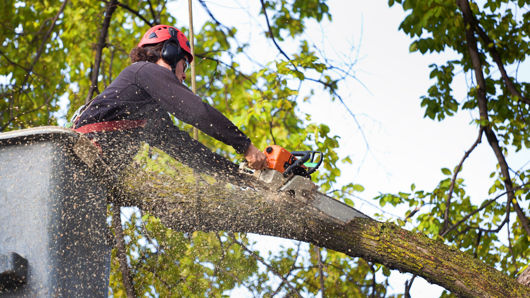 arborists near me
