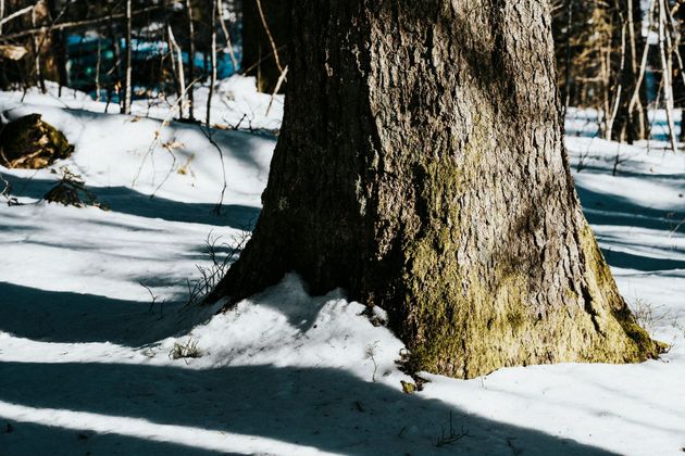winter tree removal