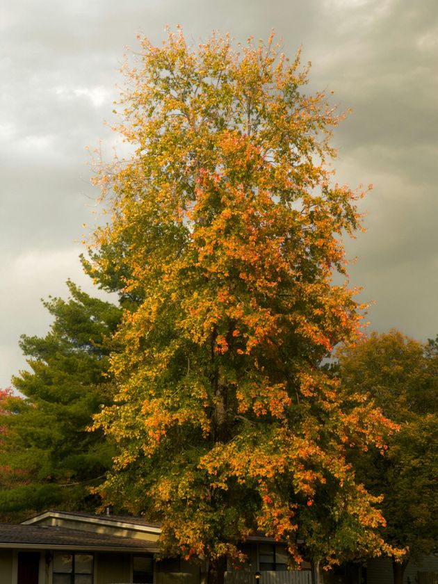 fall tree service