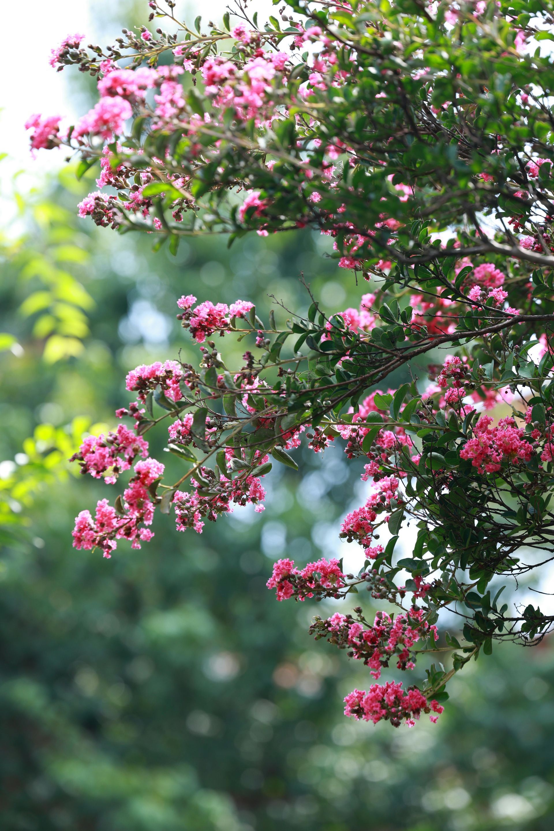 Spring tree care service