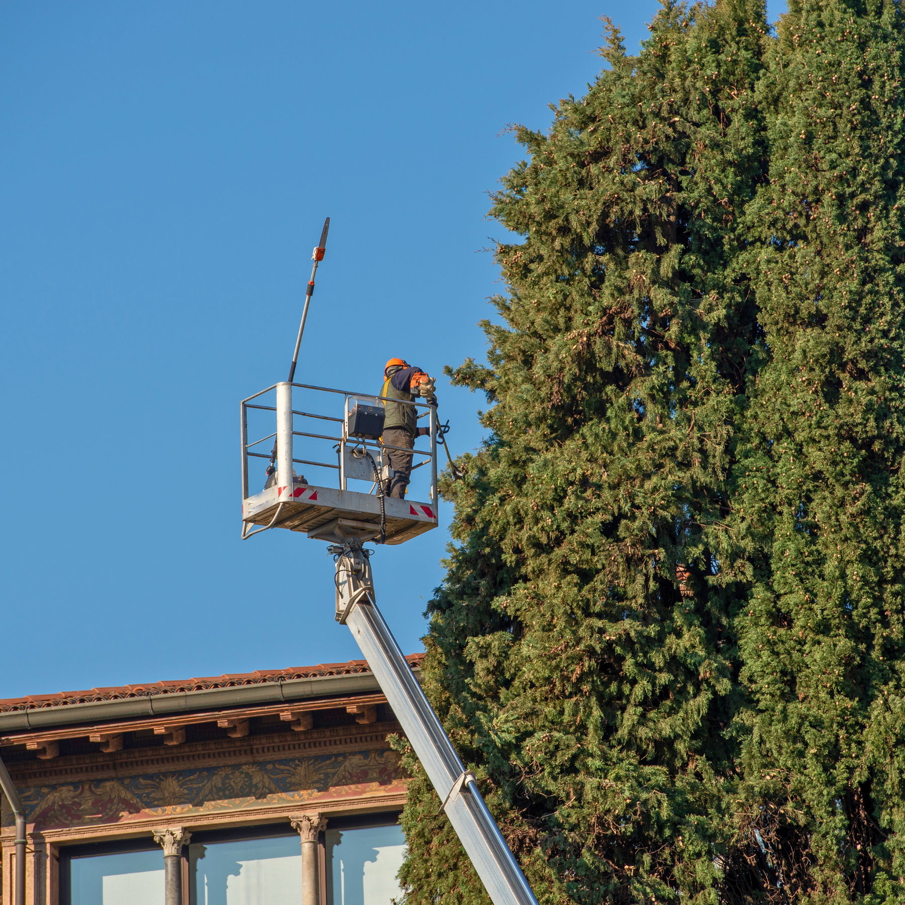 tree pruning company