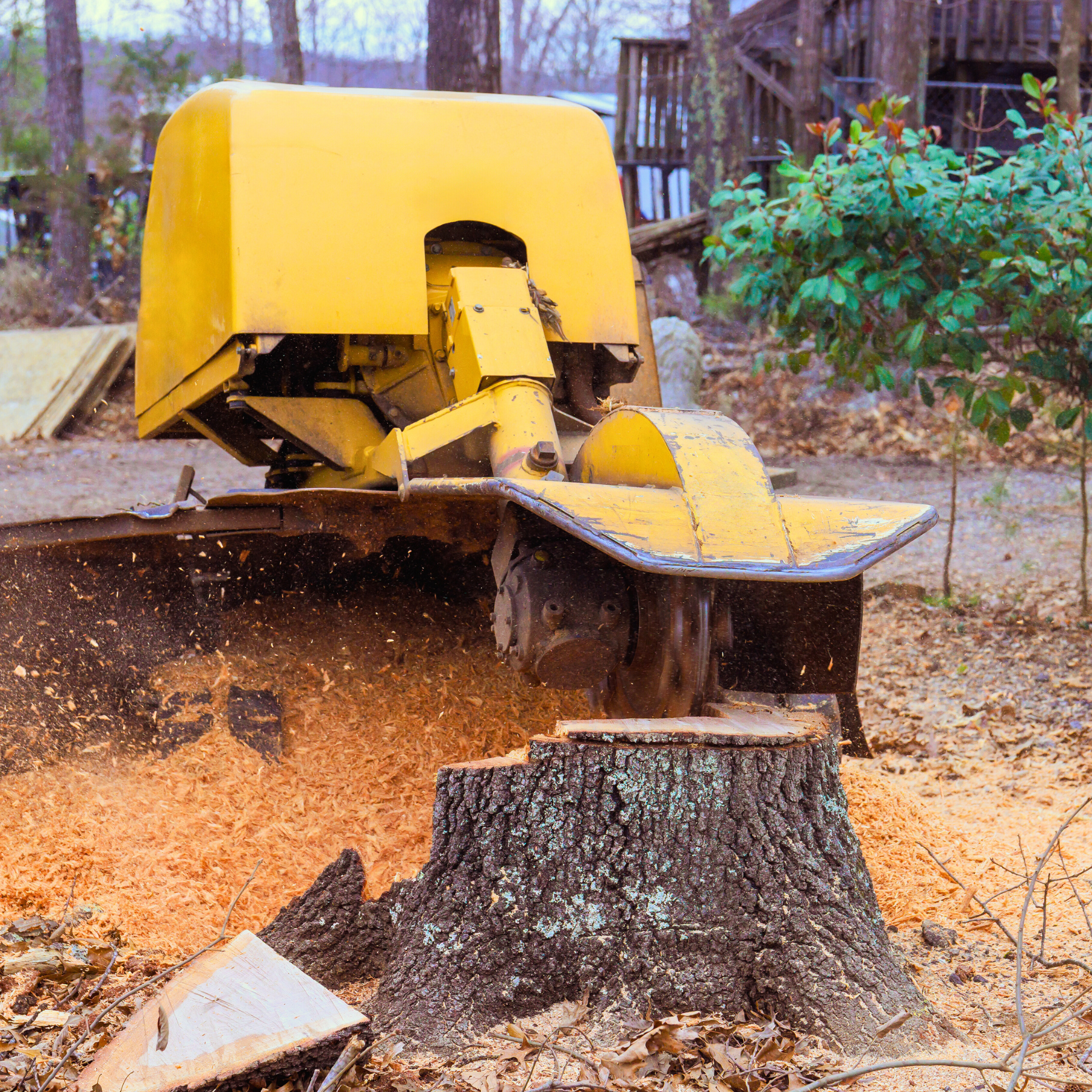 tree care service