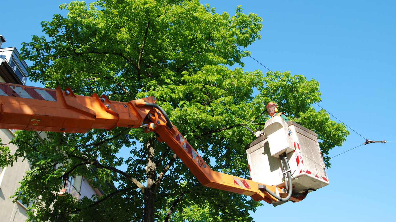 tree removal services near me