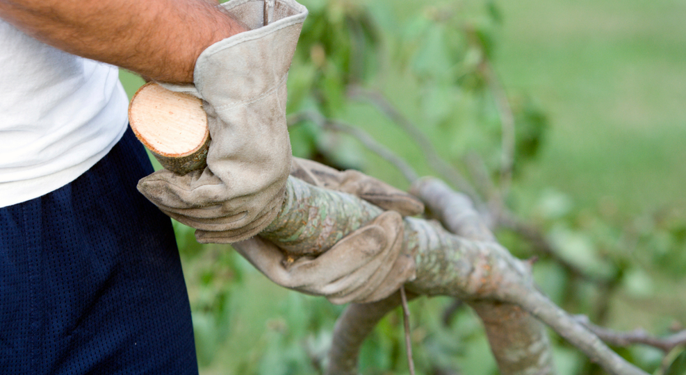 tree services near me