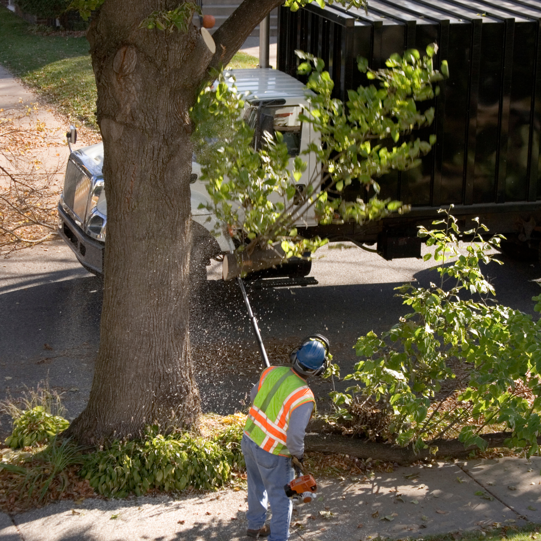 tree services in Georgia