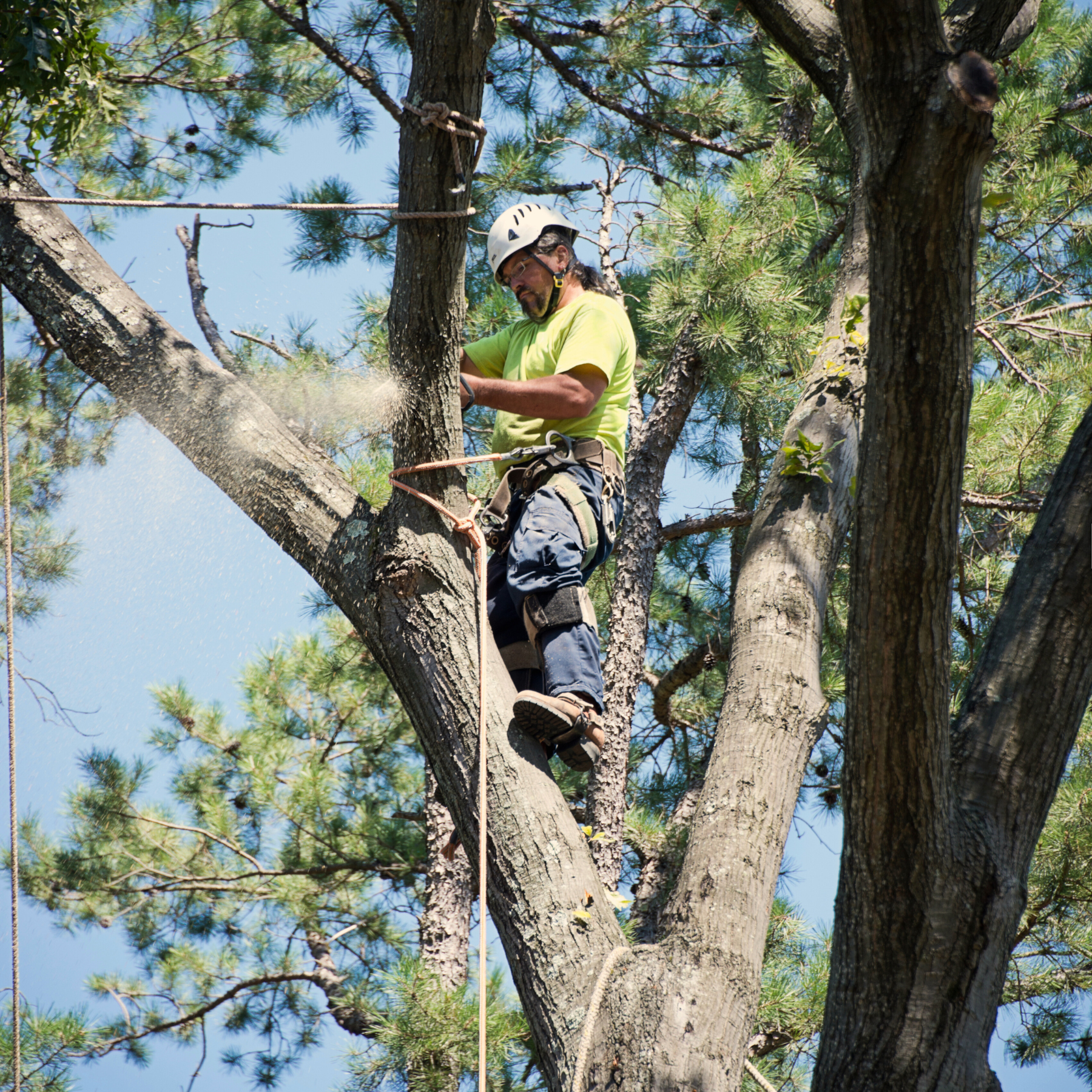 tree service company