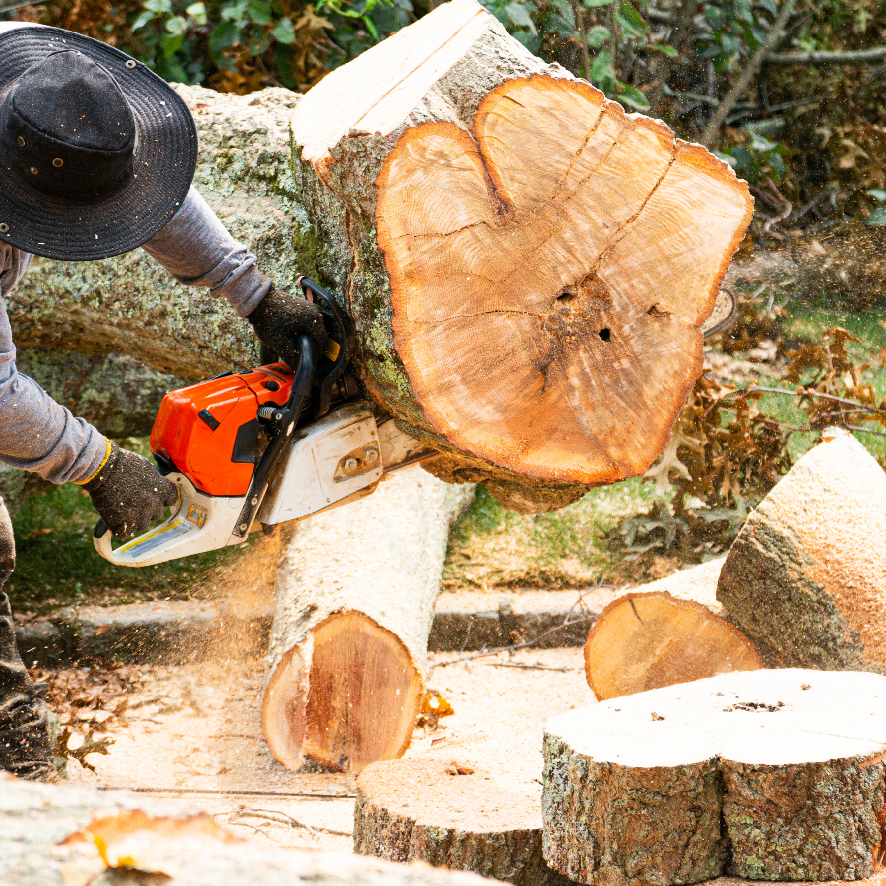 Georgia tree service