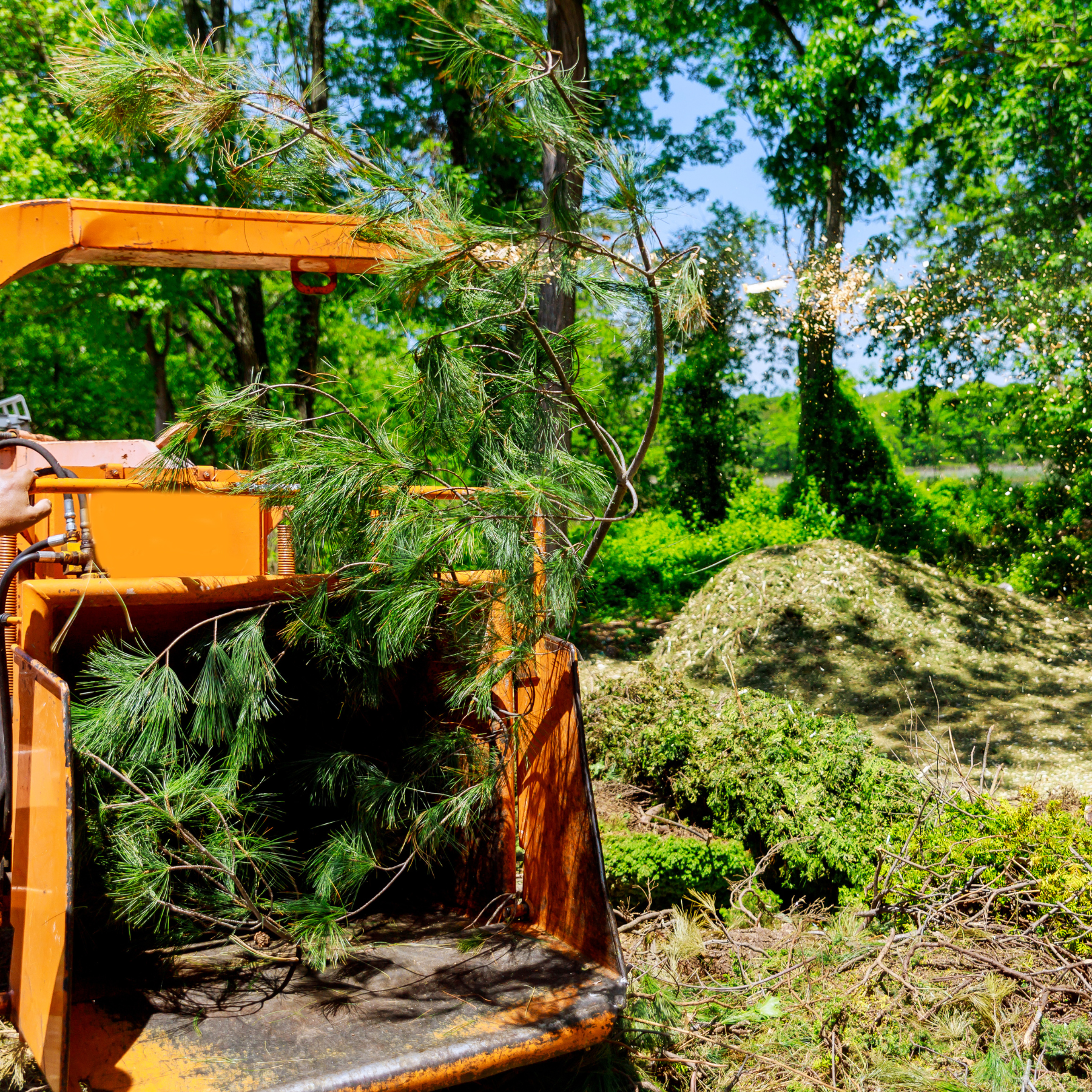 tree removal company