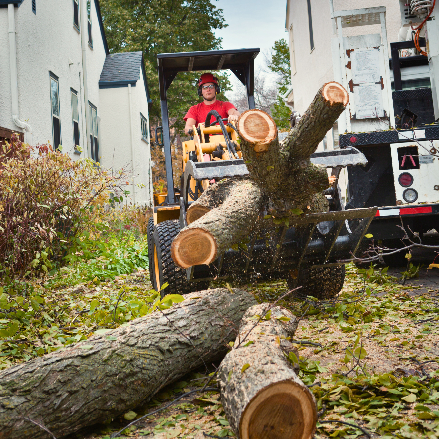 tree removal