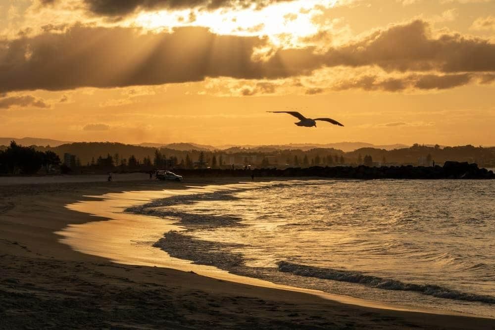 Seagull is Flying Over a Beach at Sunset — Bargara Removals in Rubyanna, QLD