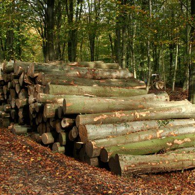 We offer our logging services to farmers, landlords and more