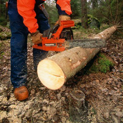 Choose us for tree felling services in Newtown