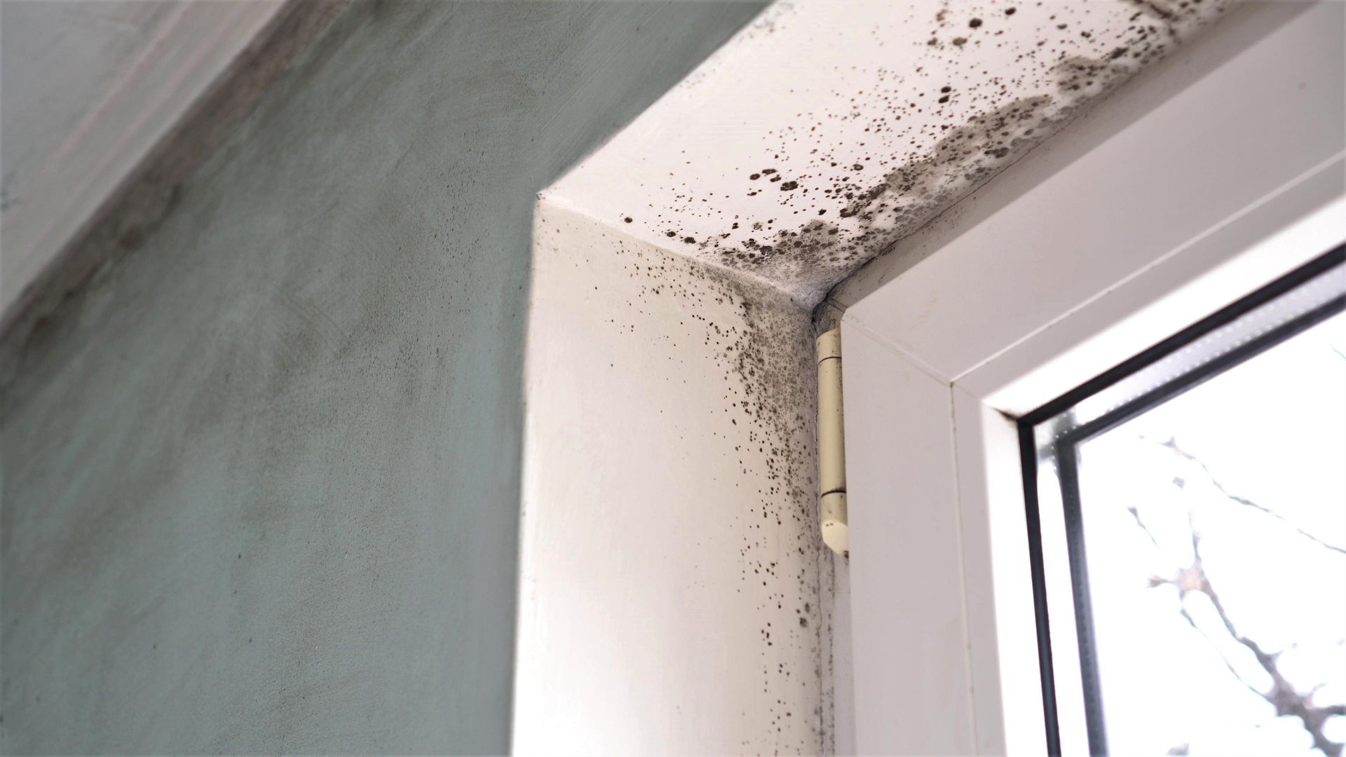 Mold growth on interior wall and window frame corner; black and grey spots on white and blue surfaces.
