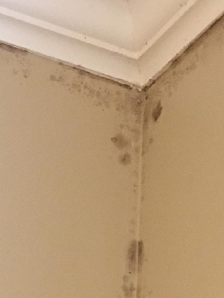 A close up of a mouldy corner of a wall.