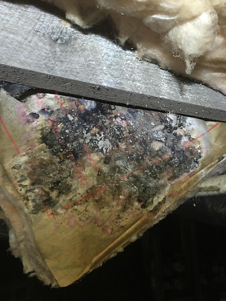 A close up of a piece of insulation with mold growing on it.