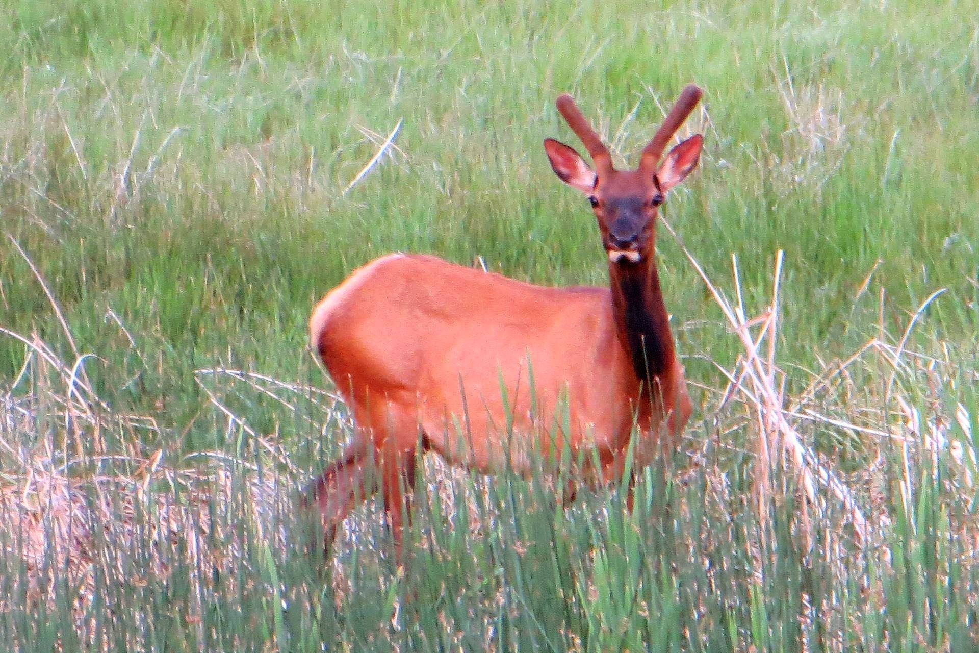 Wildlife near Philipsburg Montana
