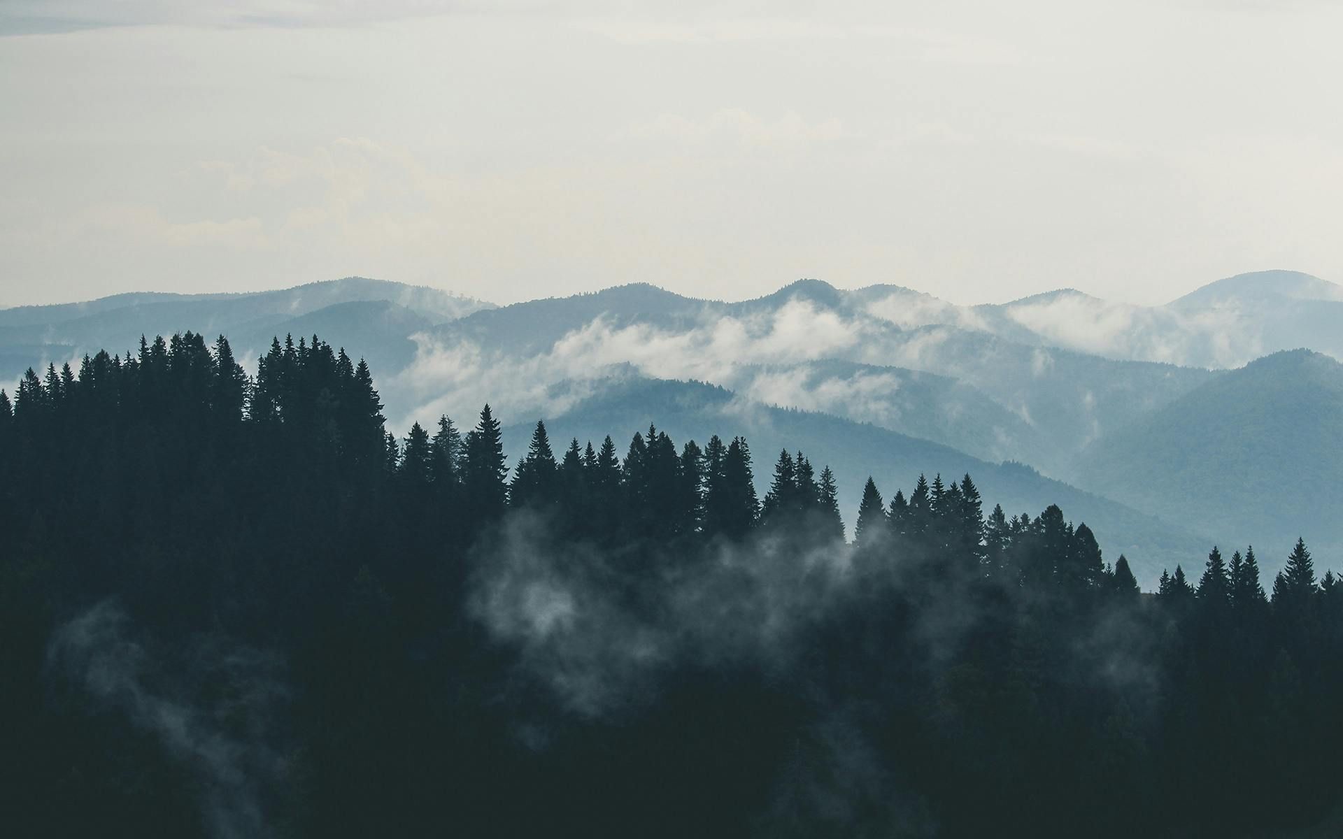 Mountains with layers of evergreen trees, misty fog, and a pale blue sky.