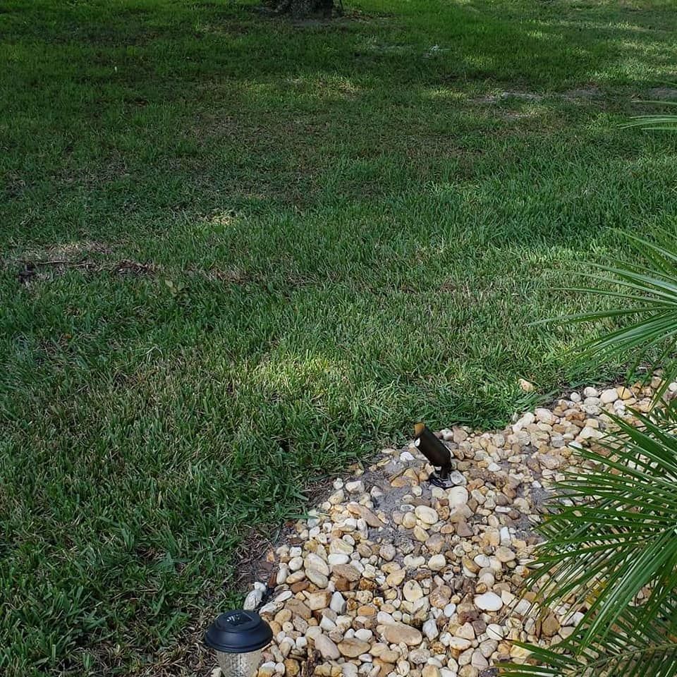 Lush green lawn with a rock bed and small black bird near a palm tree and solar light.