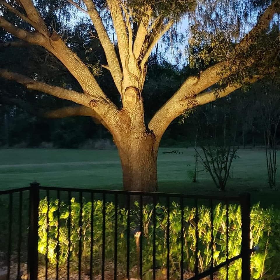 Large tree illuminated at night, casting shadows on a fence and lawn.