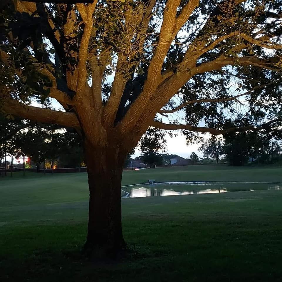 Large tree with sprawling branches in front of a grassy field with a body of water in the background at dusk.