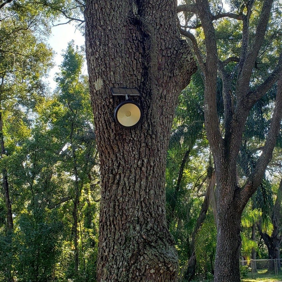A tree with solar-powered device attached; set in an outdoor wooded area.