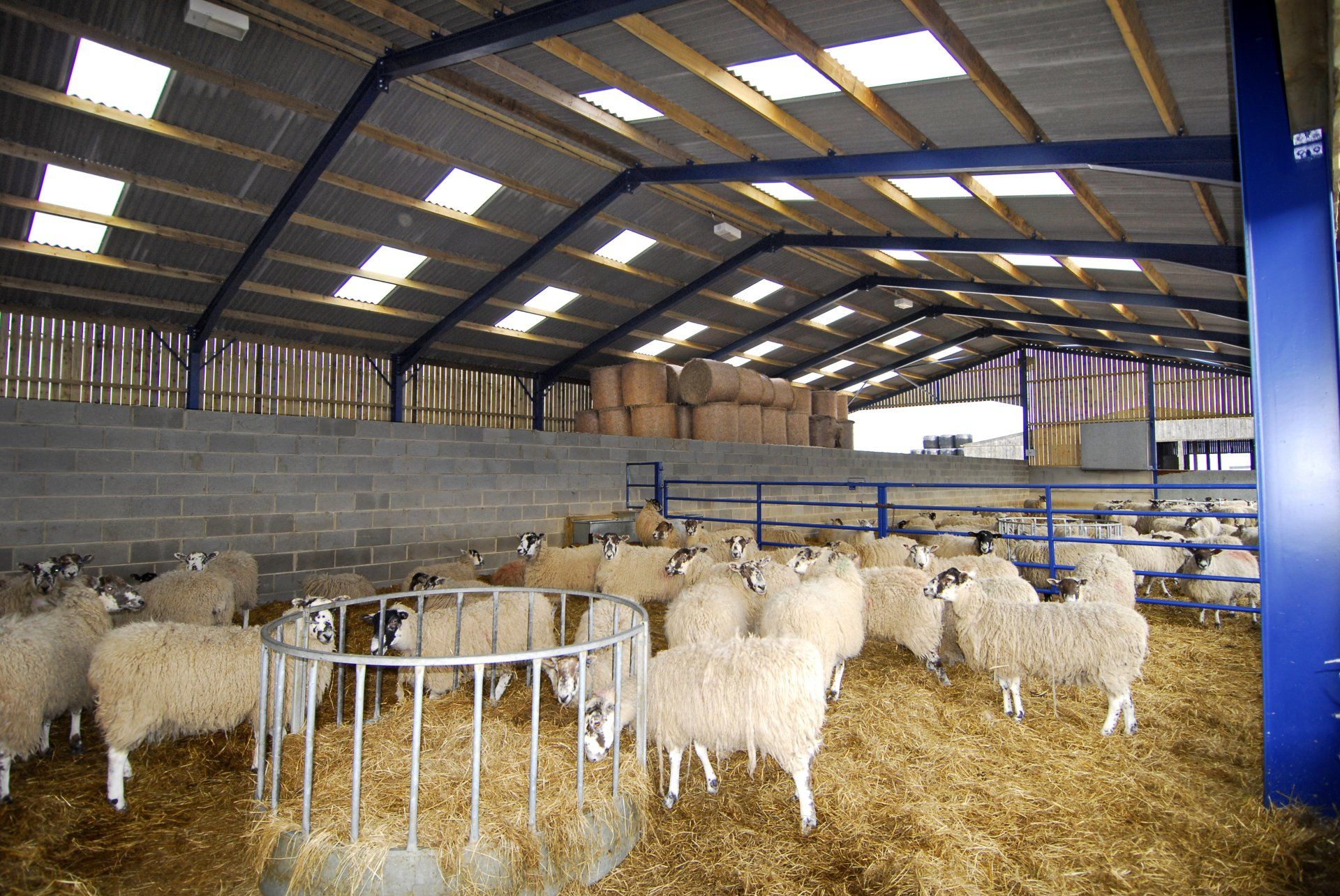 A herd of sheep standing in a barn eating hay
