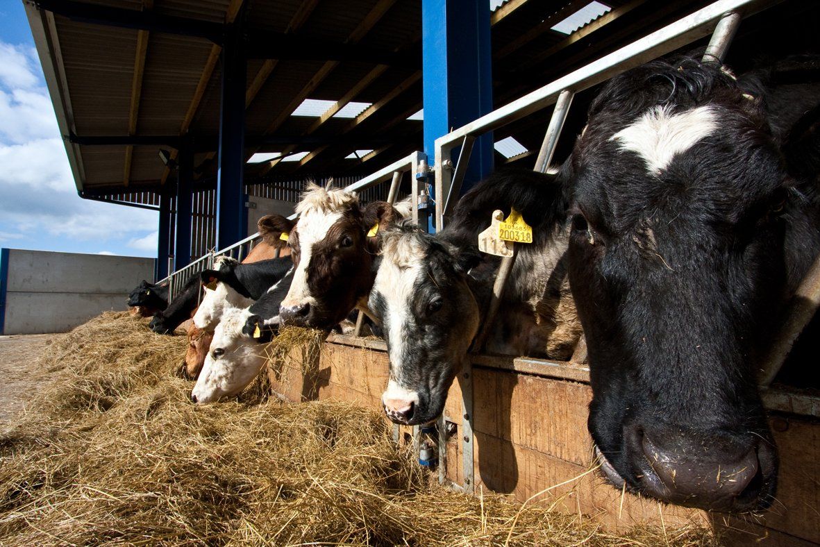 A herd of cows are eating hay in a barn.