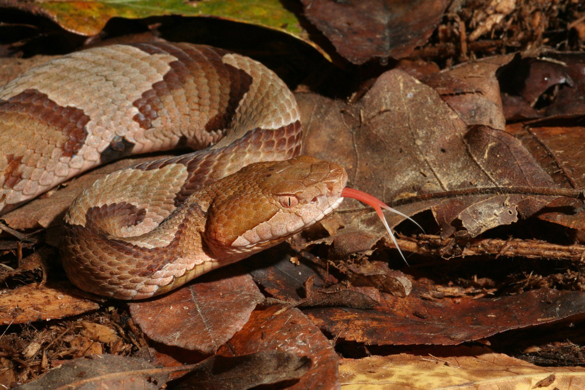 Copperhead Snake Flicking Tongue — Highland Park, IL — A-1 Pest Control