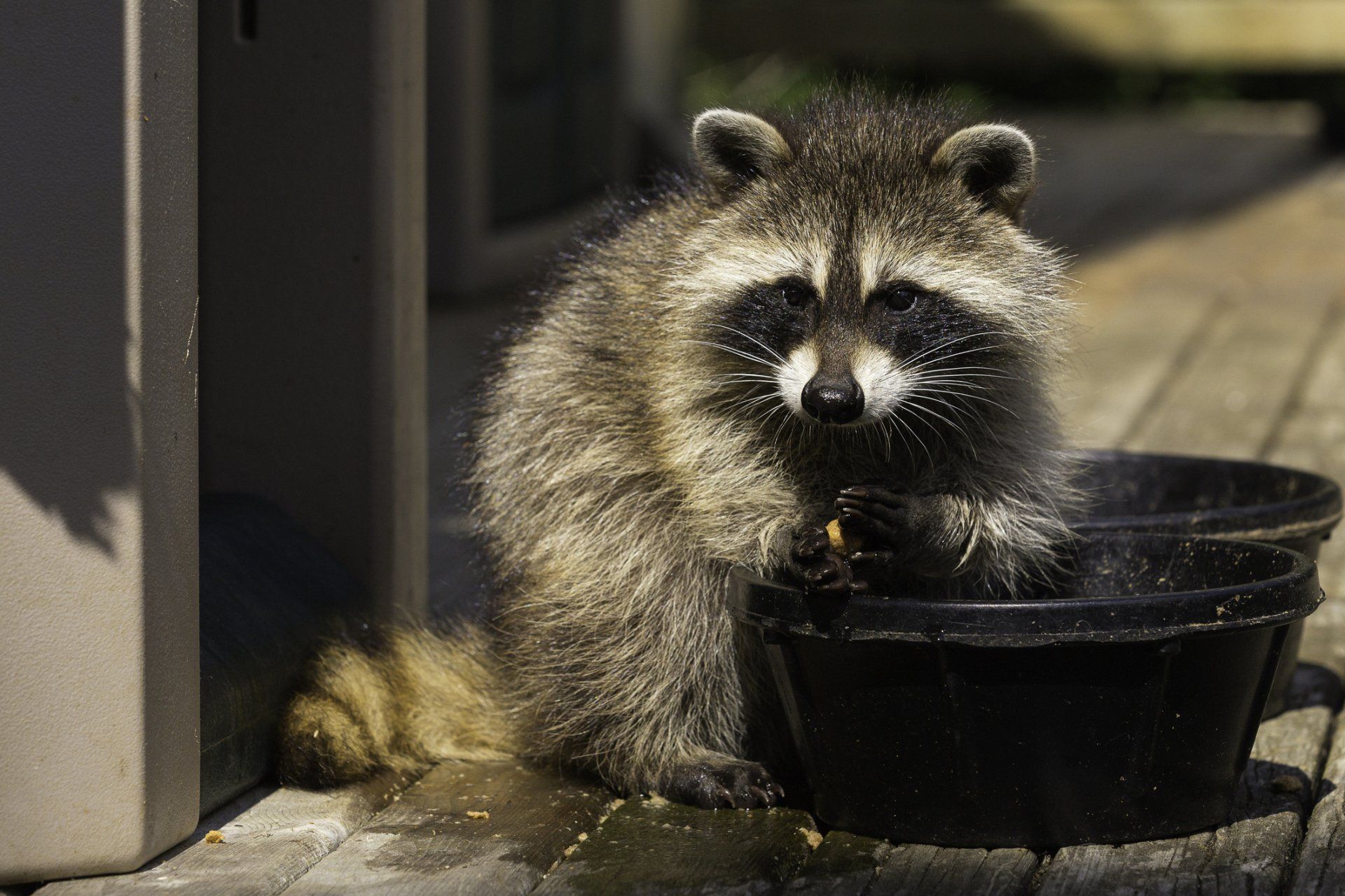 Raccoon Eating From Food Dish — Highland Park, IL — A-1 Pest Control