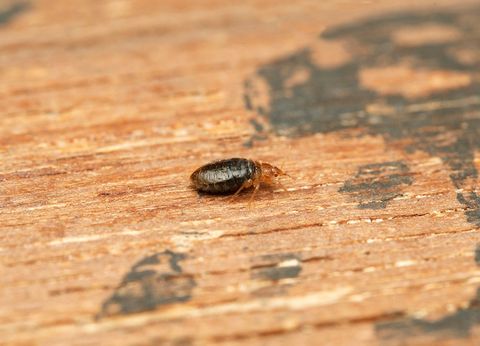 Bed Bug On A Wooden Table — Highland Park, IL — A-1 Pest Control