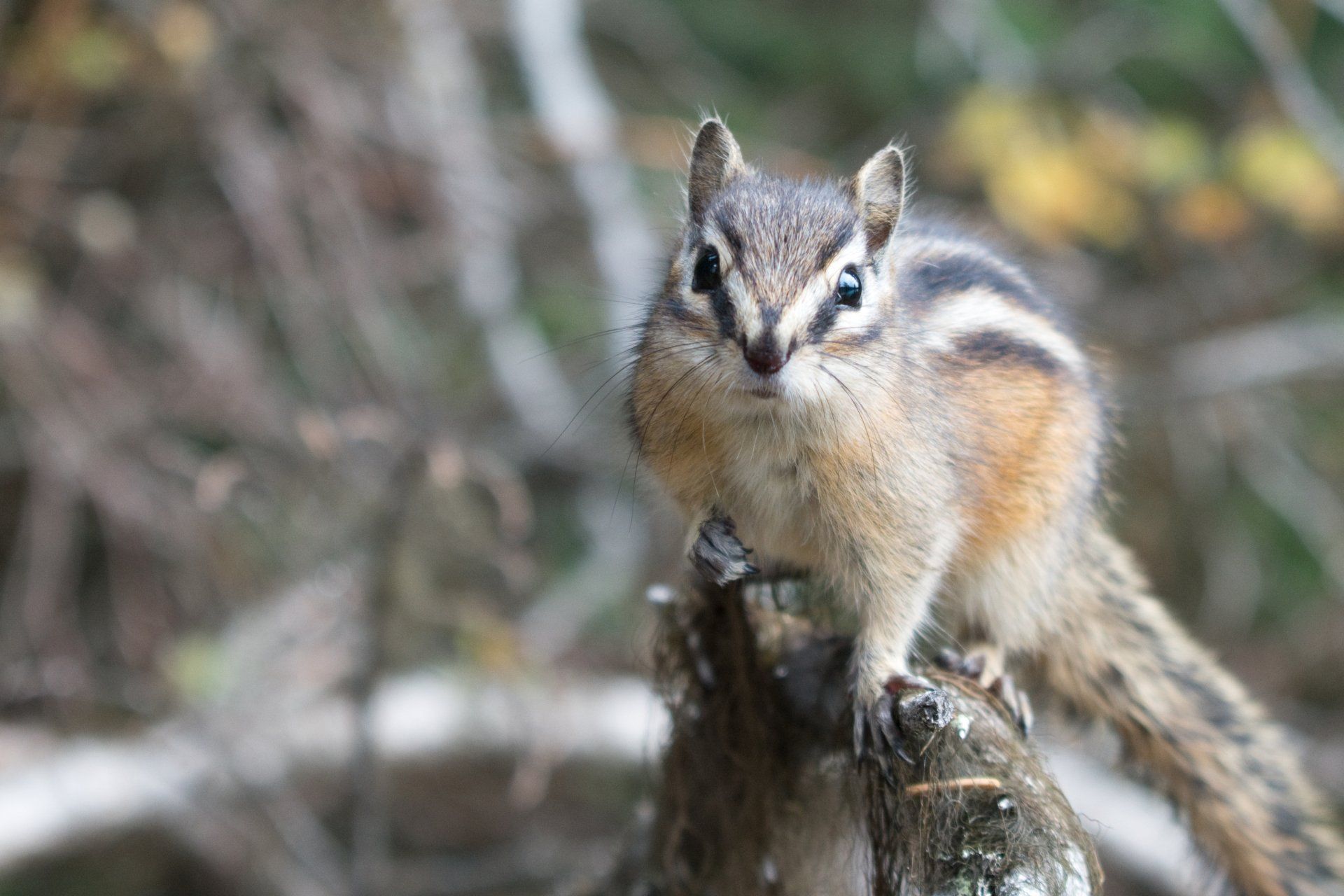 Chipmunk In Nature — Highland Park, IL — A-1 Pest Control