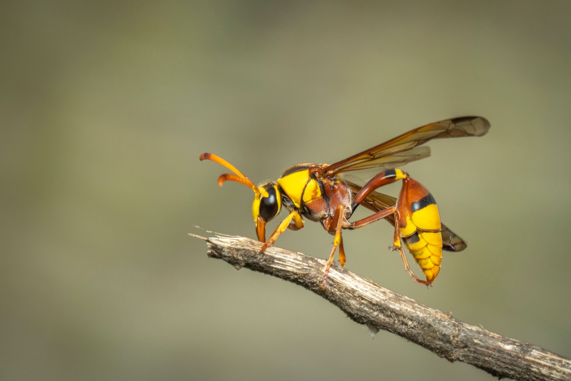 Hornet In Nature — Highland Park, IL — A-1 Pest Control