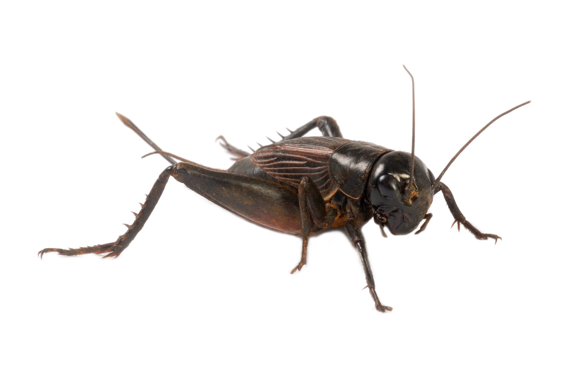 Cricket — Highland Park, IL — A-1 Pest Control