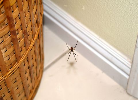 A Spider Near The Basket — Highland Park, IL — A-1 Pest Control