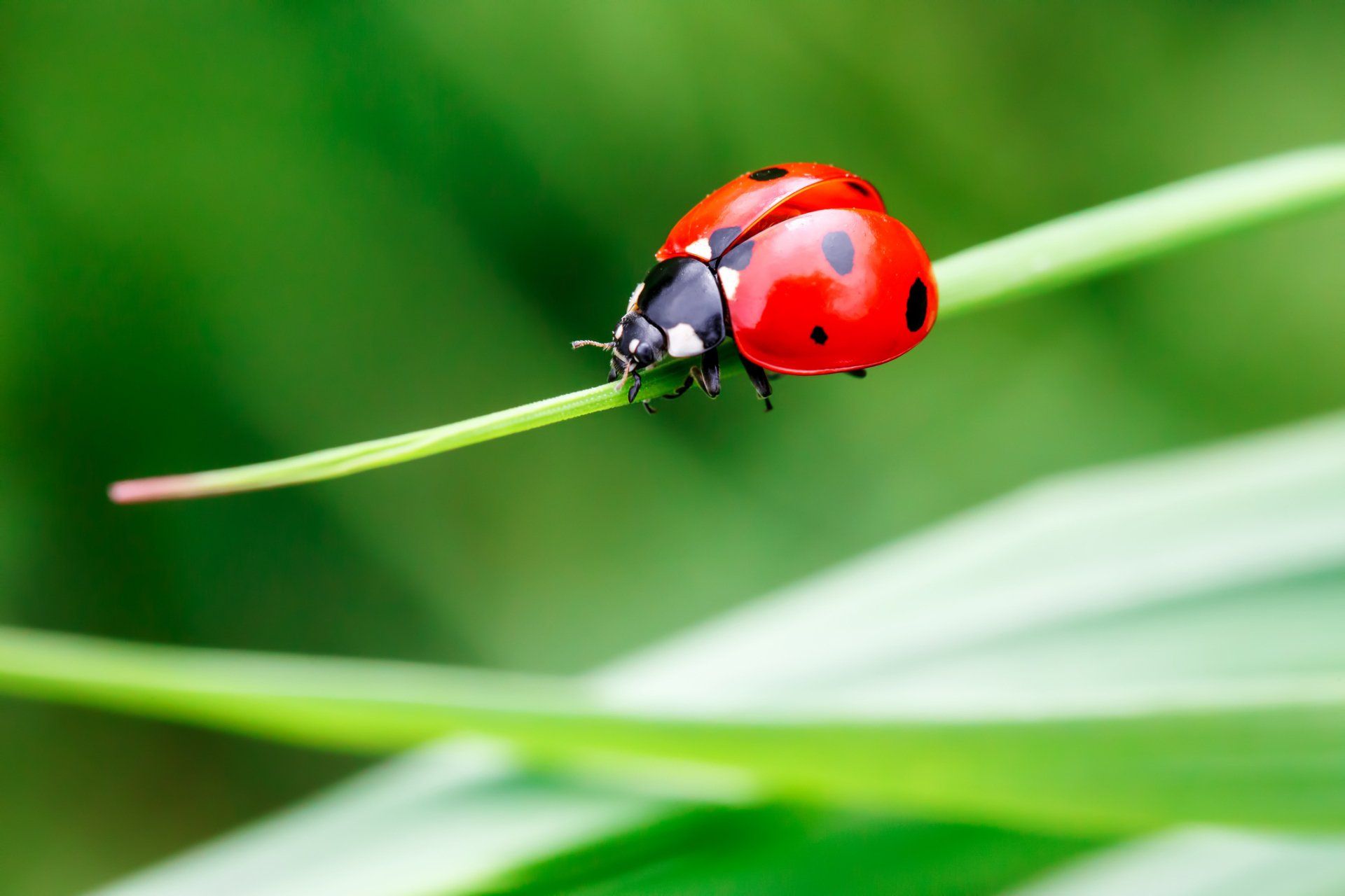 Ladybug In The Green Grass — Highland Park, IL — A-1 Pest Control