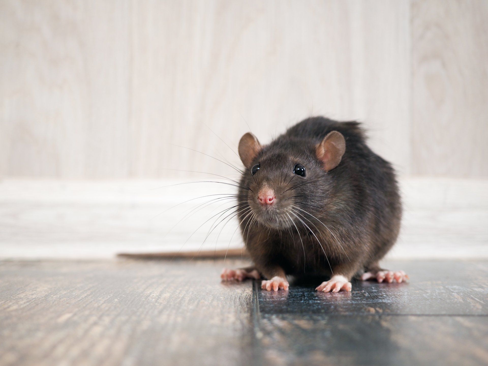 Rat In The House On The Floor — Highland Park, IL — A-1 Pest Control