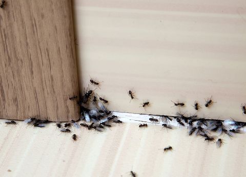 Ants In The House — Highland Park, IL — A-1 Pest Control