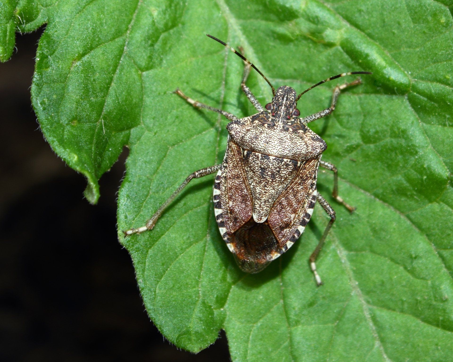Stink Bug On Tomato Plant — Highland Park, IL — A-1 Pest Control