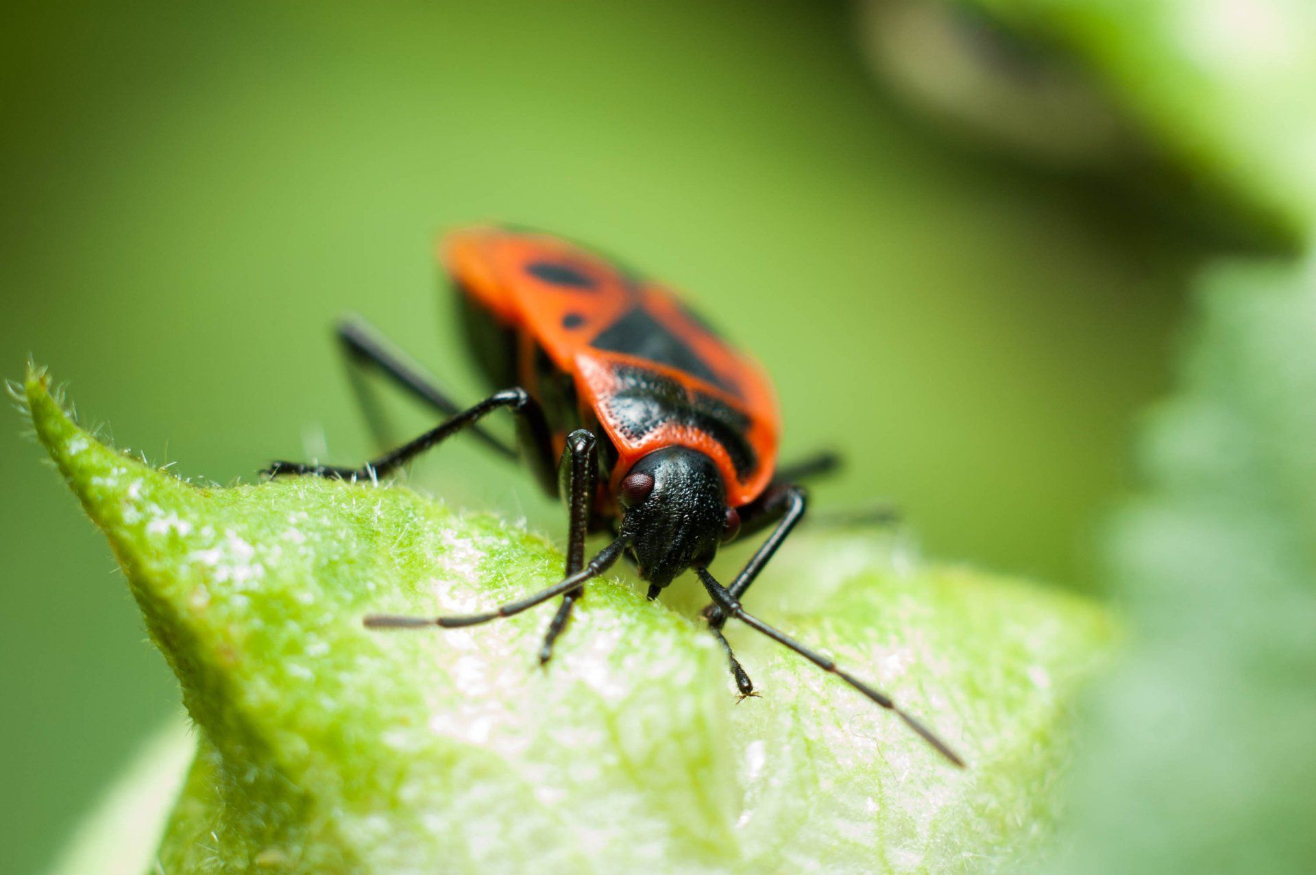 Boxelder Bug On A Green Plant — Highland Park, IL — A-1 Pest Control