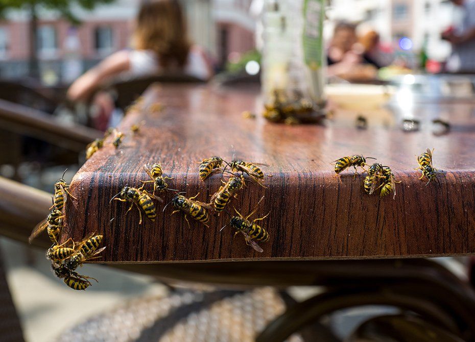 Wasps In A Cafe — Highland Park, IL — A-1 Pest Control